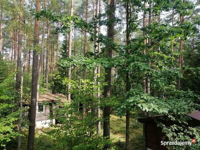 Domek Borsuk w lesie nad jeziorem Sasek Wielki Nocleg Mazury