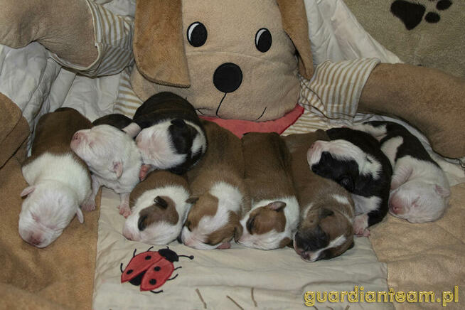 Czekamy na szczeniaczki! AMSTAFF rod ZKwP / FCI