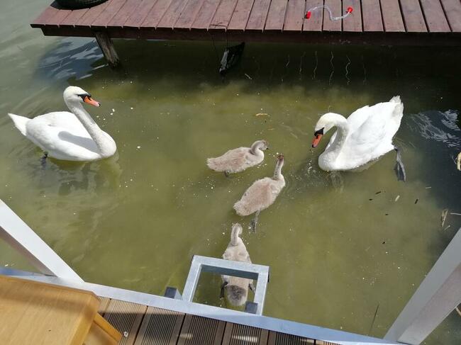 Houseboat Łabądź 1 na jeziorze Sasek Wielki domek na wodzie