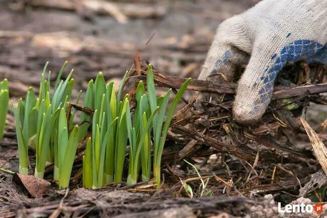 Kompleksowy serwis ogrodu, bezpłatna wycena ZAPRASZAMY!!!