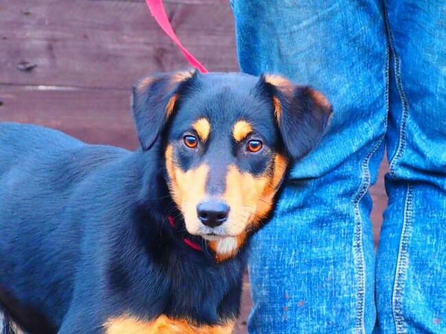 GUCIO cudowny pogodny młodziak kochający ludzi BŁAGA o domek