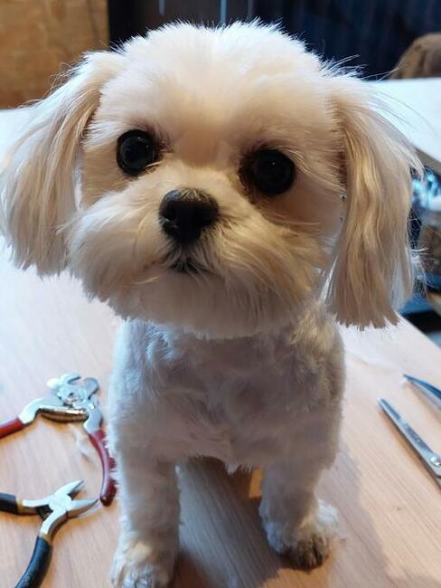 Strzyżenie psów z dojazdem do domu, Wrocław