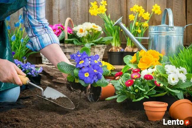 Kompleksowy serwis ogrodu, bezpłatna wycena ZAPRASZAMY!!!