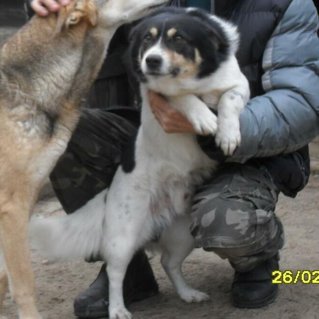 Zaginiony pies Bąbel