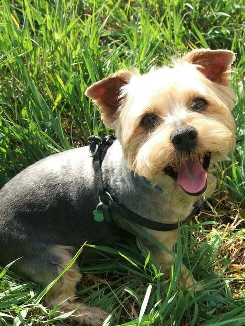 Strzyżenie psów z dojazdem do domu, Wrocław