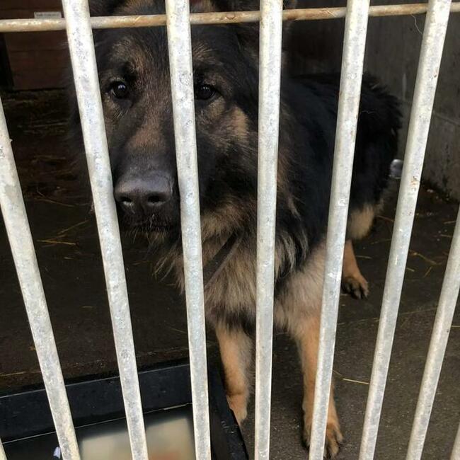 Owczarek Ivan do adopcji