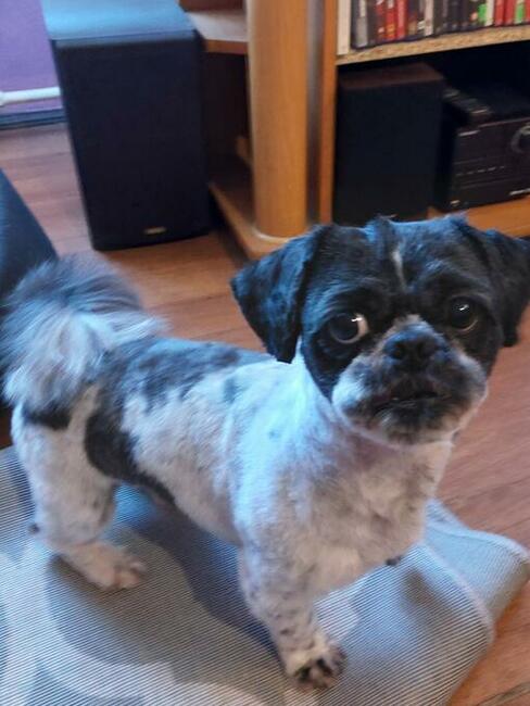 Strzyżenie psów z dojazdem do domu, Wrocław