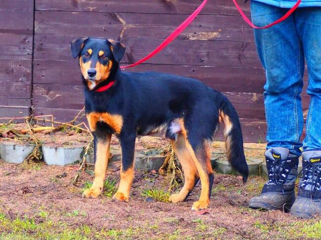 Psie dziecię Wesołe kochające ludzi BŁAGA PILNIE o domek