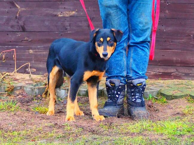 Psie dziecię Wesołe kochające ludzi BŁAGA PILNIE o domek