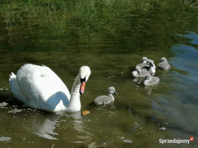 Domek Sarenka na Mazurach nad jeziorem Sasek Wielki nocleg