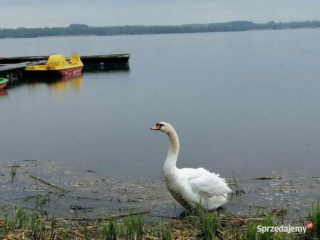 Domek Sarenka na Mazurach nad jeziorem Sasek Wielki nocleg