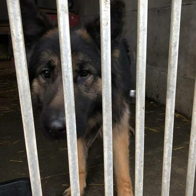 Owczarek Ivan do adopcji