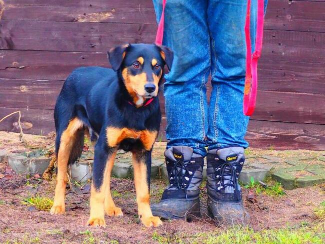 Psie dziecię Wesołe kochające ludzi BŁAGA PILNIE o domek