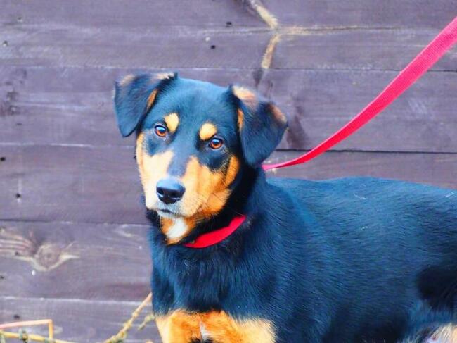 GUCIO cudowny pogodny młodziak kochający ludzi BŁAGA o domek