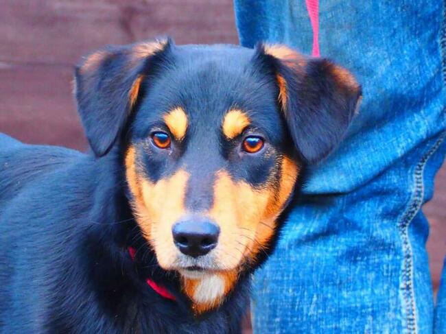 GUCIO cudowny pogodny młodziak kochający ludzi BŁAGA o domek