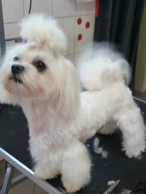 Strzyżenie psów z dojazdem do domu, Wrocław