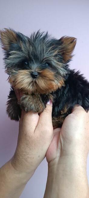 *** Yorkshire Terrier Mini Dziewczynka ***