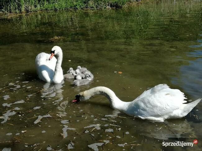 Domek Poziomka nad jezioremSasek Wielki nocleg mazury pokój