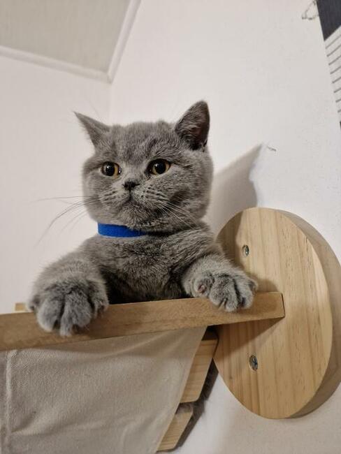 Koty brytyjskie niebieskie!! !Cena do negocjacji!!