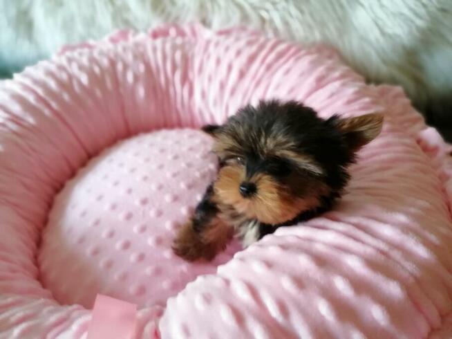 *** Yorkshire Terrier Mini Dziewczynka ***