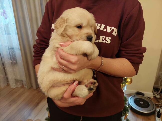 Szczenięta Golden Retriever