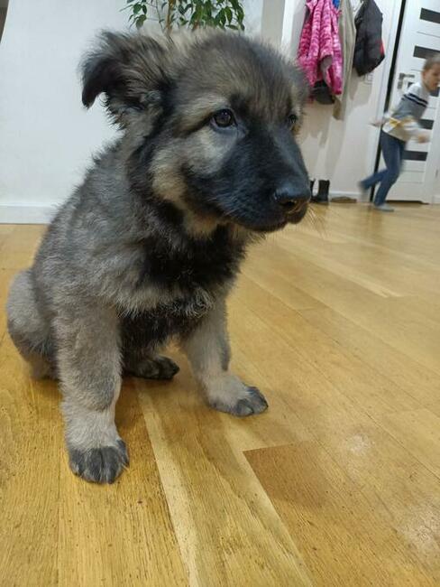 Owczarek staroniemiecki długowłosy wilczasty