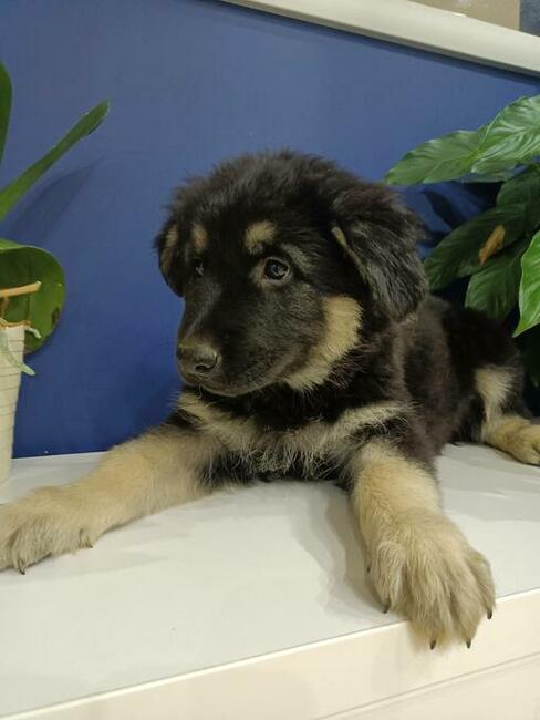 Owczarek staroniemiecki długowłosy wilczasty