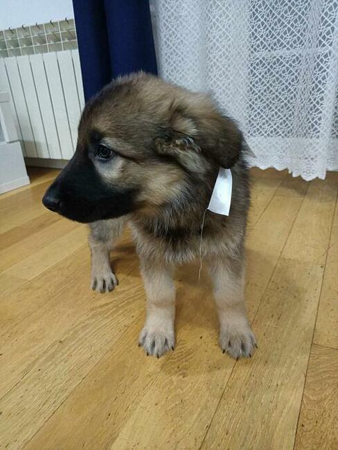 Owczarek staroniemiecki długowłosy wilczasty