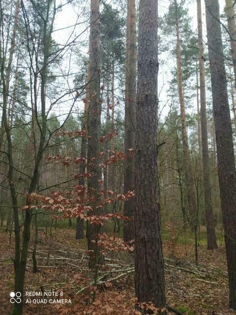 Sprzedam las sosnowy gm. Błaszki