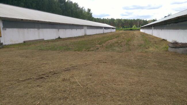 Sprzedam 4 hale +ziemia o łącznej pow. 7 Ha przy S-3