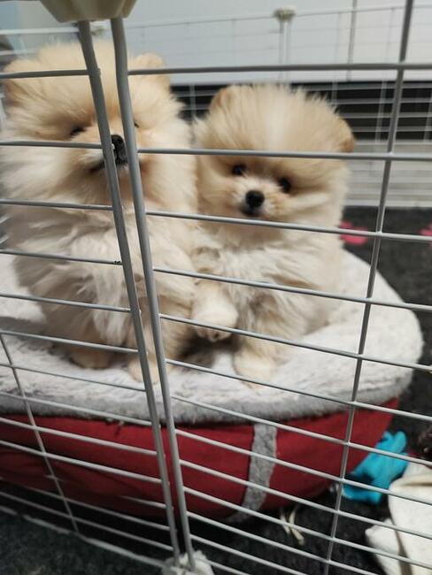 Szpic miniaturowy pomeranian mini rozmiar suczka