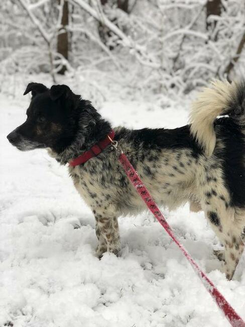 Cudowny FELUŚ szuka kochającego domu !!