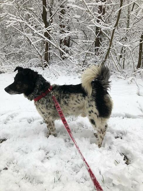Cudowny FELUŚ szuka kochającego domu !!