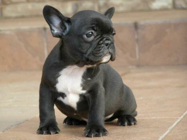 Buldog Francuski piesek i suczka