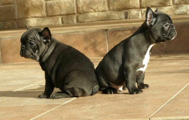 Buldog Francuski piesek i suczka