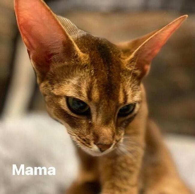 Kot abisyński kocięta po Grand International Chempionie