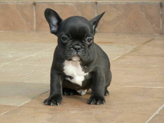 Buldog Francuski piesek i suczka