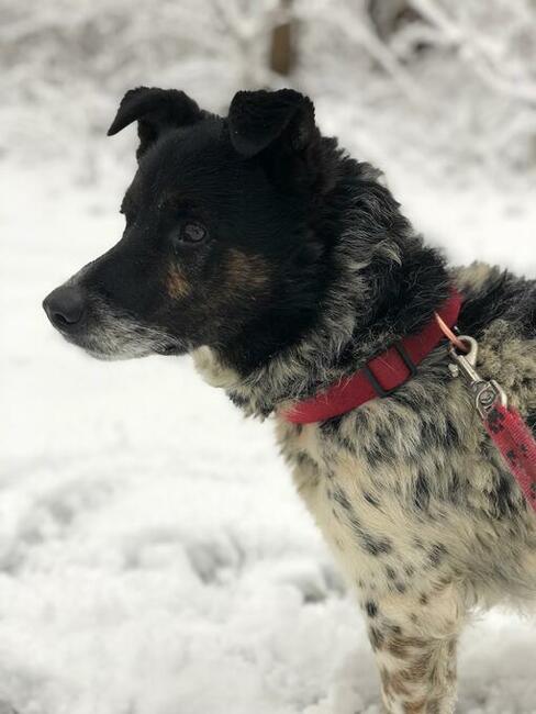 FELUŚ - zapomniany piesek w schronisku !!