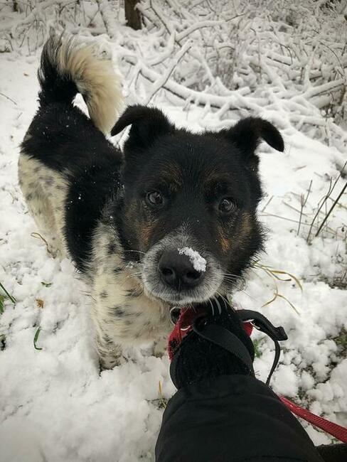 FELUŚ - zapomniany piesek w schronisku !!
