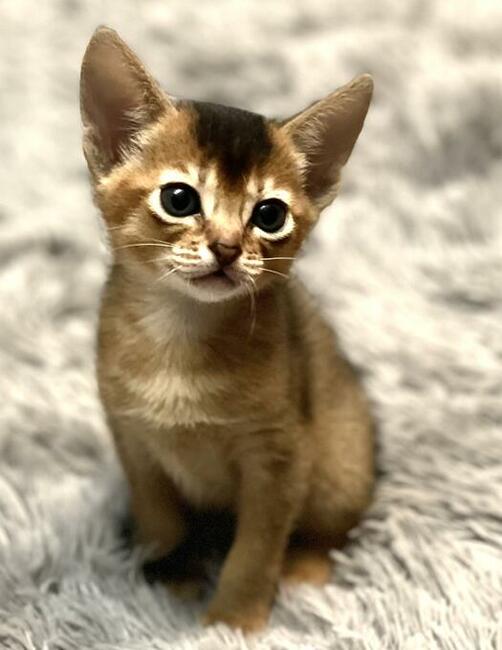 Kot abisyński kocięta po Grand International Chempionie
