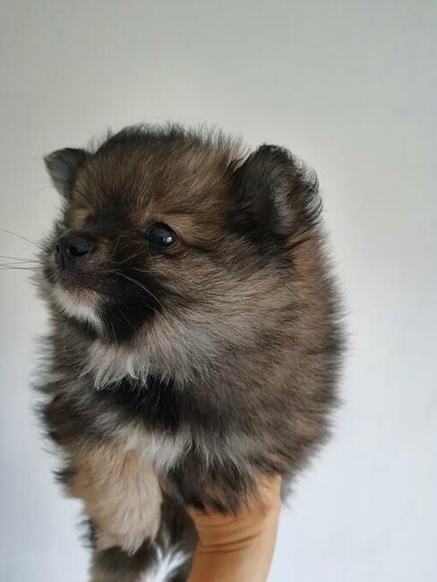 Sprzedam szpic miniaturowy Pomeranian