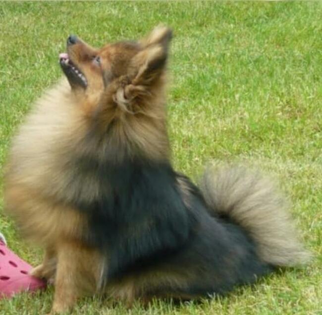 Sprzedam szpic miniaturowy Pomeranian