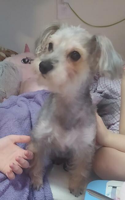 Strzyżenie Fryzjer dla psów TANIO Warszawa i okolice