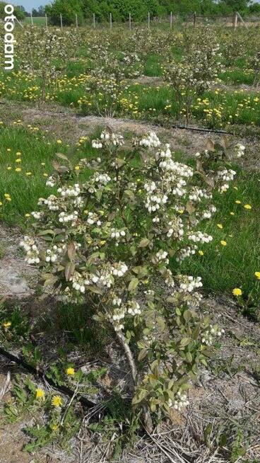 Dochodowa plantacja borówki amerykańskiej