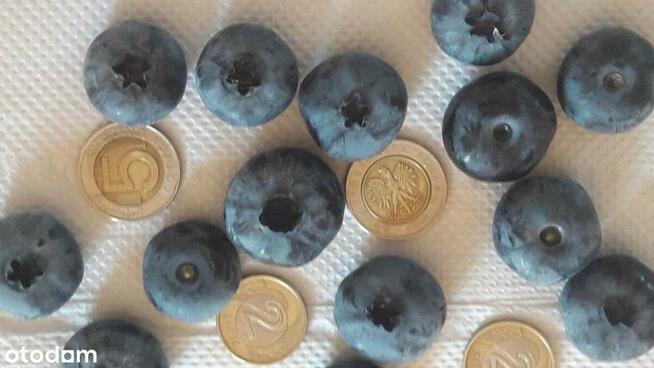 Dochodowa plantacja borówki amerykańskiej