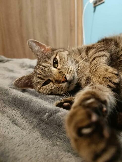 Do adopcji, Halinka starsza kotka