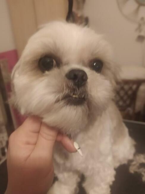 Strzyżenie Fryzjer dla psów TANIO Warszawa i okolice