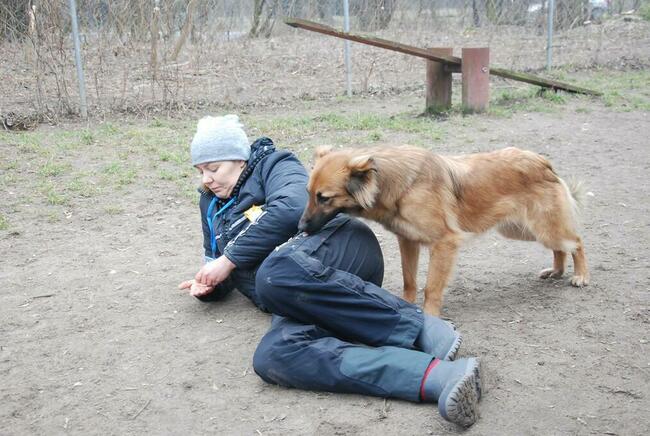Psi behawiorysta Łódź - pomoc w zaburzeniach zachowania