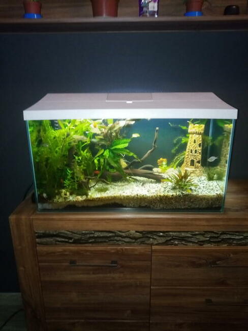 Akwarium 105l z akcesoriami. Atrakcyjna cena