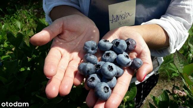 Dochodowa plantacja borówki amerykańskiej